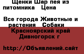 Щенки Шар пея из питомника › Цена ­ 25 000 - Все города Животные и растения » Собаки   . Красноярский край,Дивногорск г.